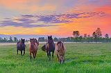 Friendly Horses At Sunrise_10255
